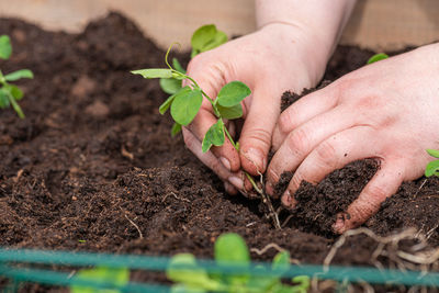 Cropped hand of person planting sapling