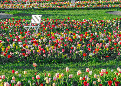 Bright spring field of colorful tulips. blurred background. good place for photos. photo area.