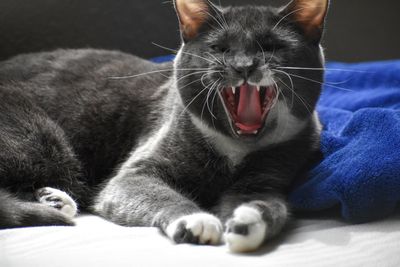 Close-up of cat yawning