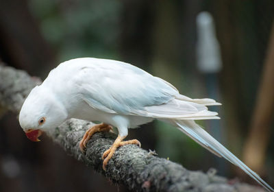 Close-up of bird perching on branch in cage