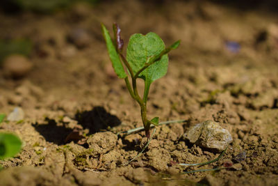 Close-up of lizard on field
