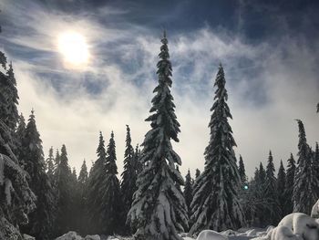 Trees against sky during winter