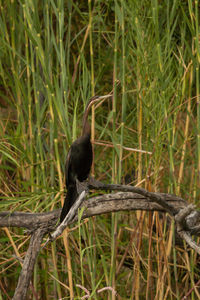 Bird perching on a tree