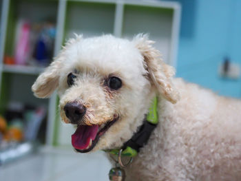 Close-up portrait of dog sticking out tongue