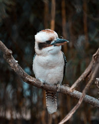 Close-up of bird perching on branch