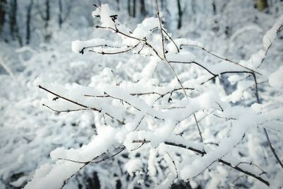 Close-up of bare tree in winter