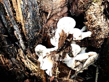 Close-up of mushroom growing on tree