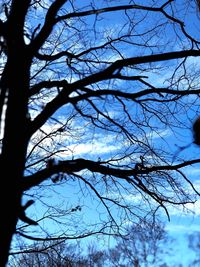 Low angle view of silhouette bare tree against sky