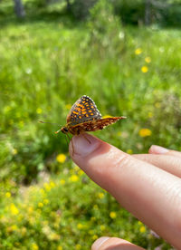 Butterfly love