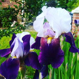 Close-up of purple flowers blooming outdoors