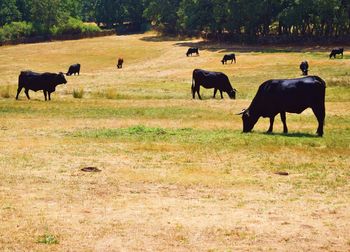 Horses grazing on field