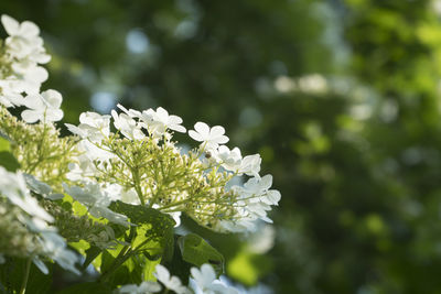 Close-up of white flowering plant