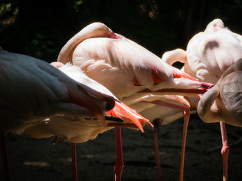 View of birds in water