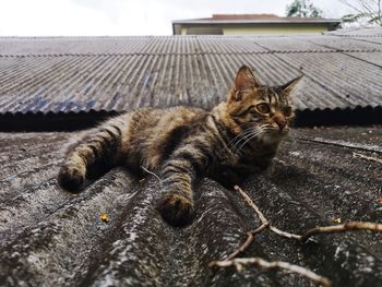 Close-up of a cat resting on seat