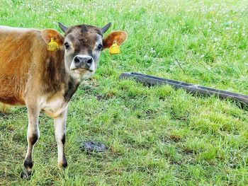 Portrait of cow on field