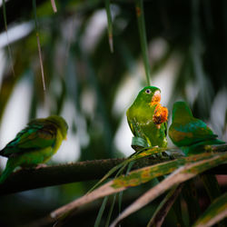 Bird perching on branch eating