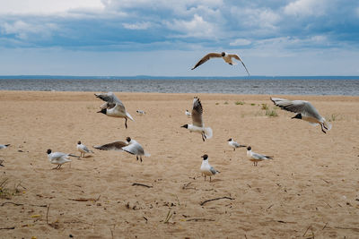 Seagulls on beach against sky