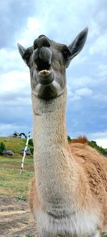 Close-up of a horse on field