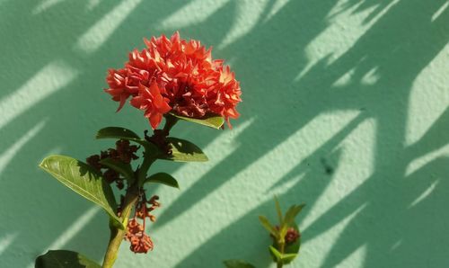 Close-up of red flowering plant