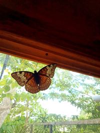 Close-up of butterfly flying