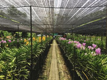 Flowers in greenhouse