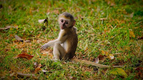Close-up of monkey sitting on field