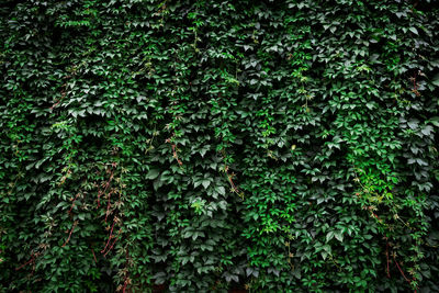 Full frame shot of ivy growing on tree in forest