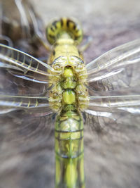 Close-up of dragonfly on glass