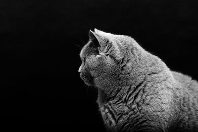 Close-up of cat looking away against black background