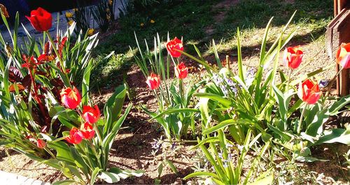 Close-up of red poppy flowers blooming on field