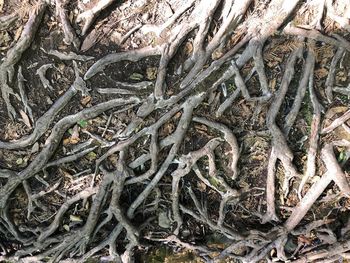 Full frame shot of tree roots