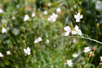 Close-up of white cherry blossoms in spring