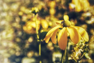 Close-up of yellow flowering plant