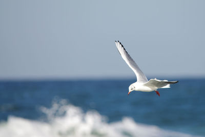 Seagull flying over sea against clear sky