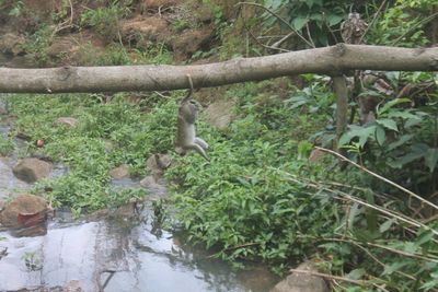 Monkey sitting on a tree