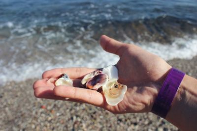 Cropped image of person hand holding seashells at beach