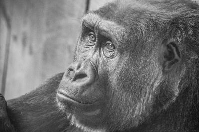 Close-up of a monkey looking away
