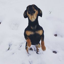 Dog sitting on snow field