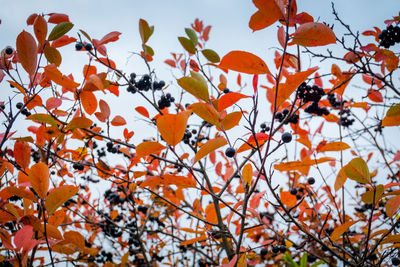 Low angle view of orange leaves on tree
