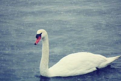 Swan swimming in lake