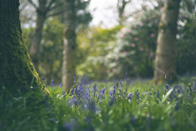 Close-up of purple crocus flowers on field