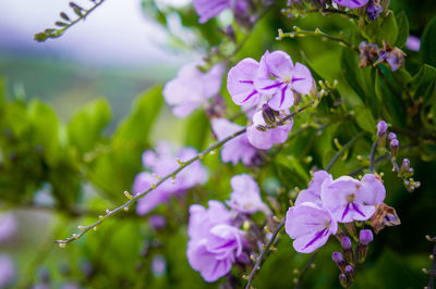 Close-up of purple flowering plant