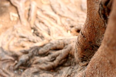 Close-up of tree