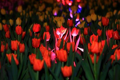 Close-up of red flowers blooming outdoors