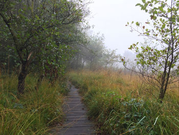 Footpath amidst plants and trees against sky