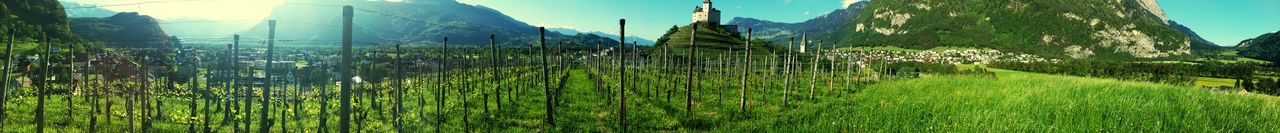 growth, grass, tranquility, tranquil scene, green color, beauty in nature, field, mountain, landscape, nature, plant, tree, sky, scenics, clear sky, blue, green, day, sunlight, panoramic