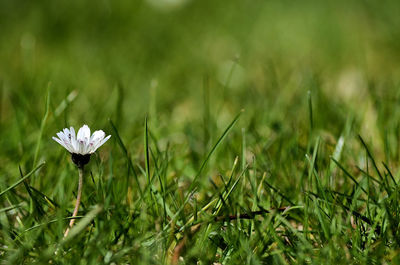 Close-up of a daisy