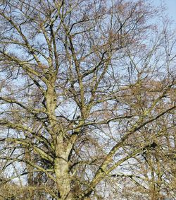 Low angle view of tree against sky