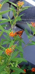 Close-up of butterfly on plant leaves