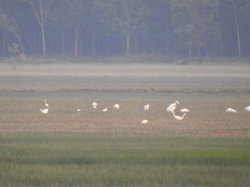 View of birds on land